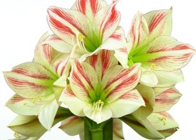 hippeastrum Ambiance (1)